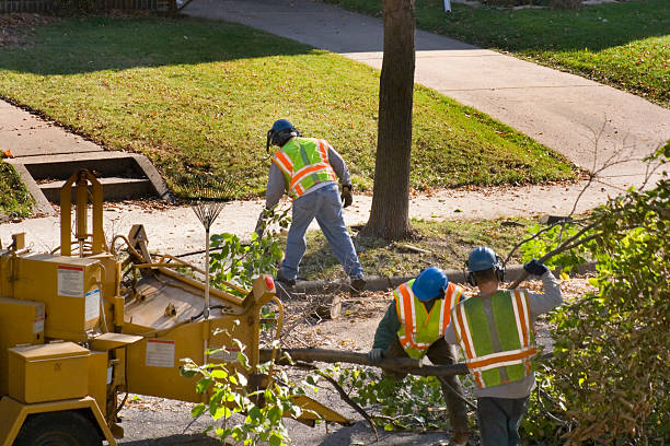 Reliable Watertown, SD Tree Removal and Landscaping Services Solutions